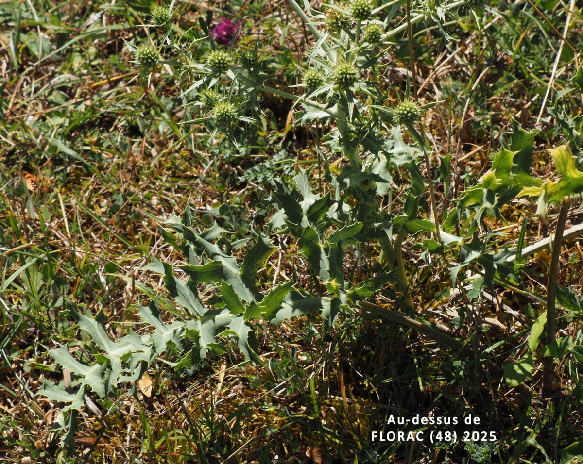 Eryngo, Field leaf